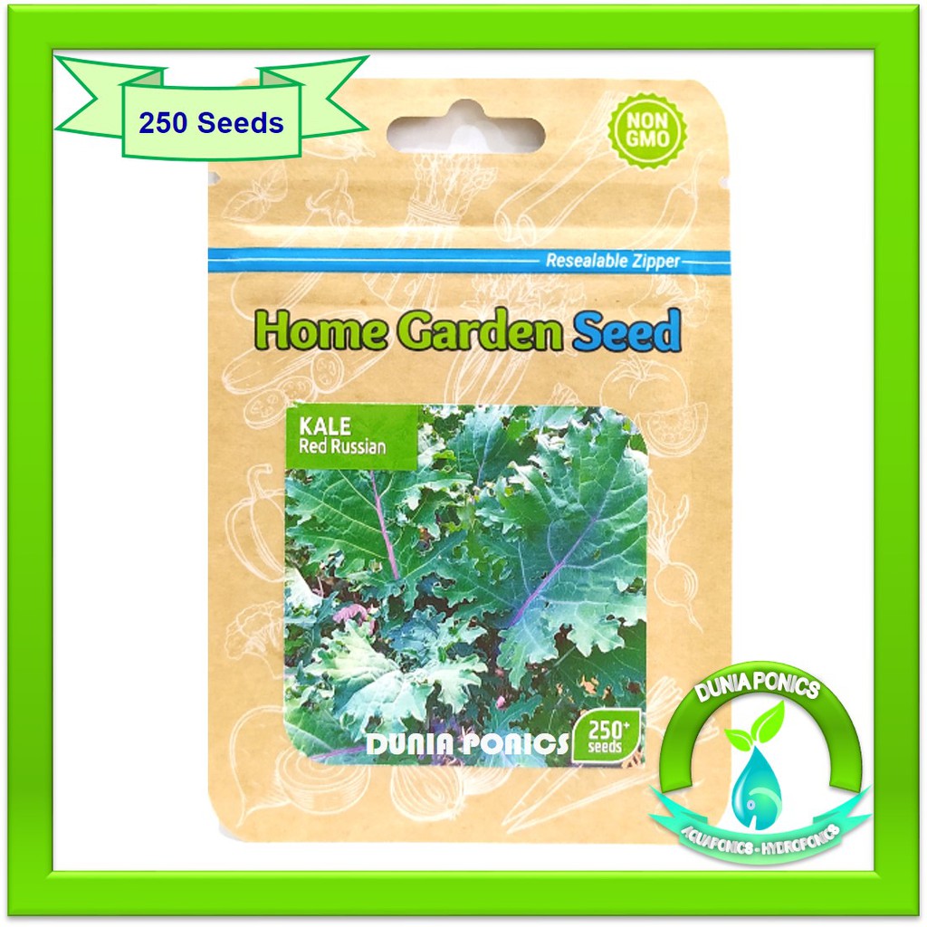 Benih Bibit KALE RED RUSSIAN Home Garden Seed 250 Seeds Butir Biji - Import