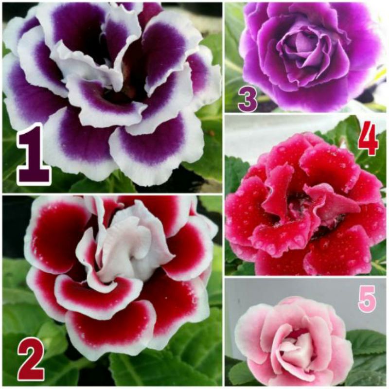 tanaman hias gloxinia cantik sudah berbunga kualitas A