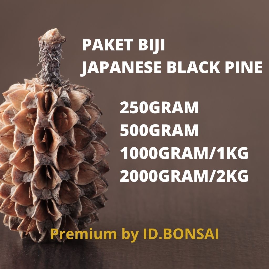 Paket KILOAN Biji Japanese Black Pine