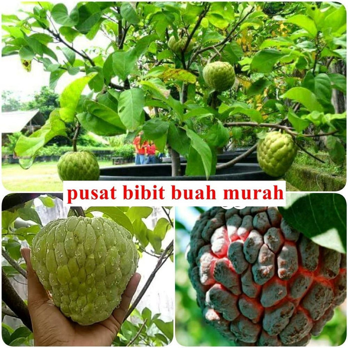 bibit srikaya 2jenis srikaya jumbo-srikaya merah import