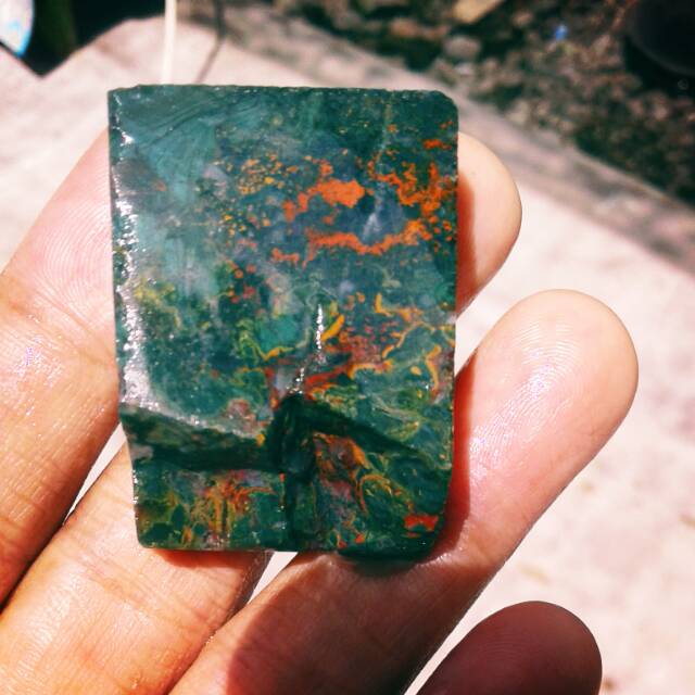 

Lumut Bima