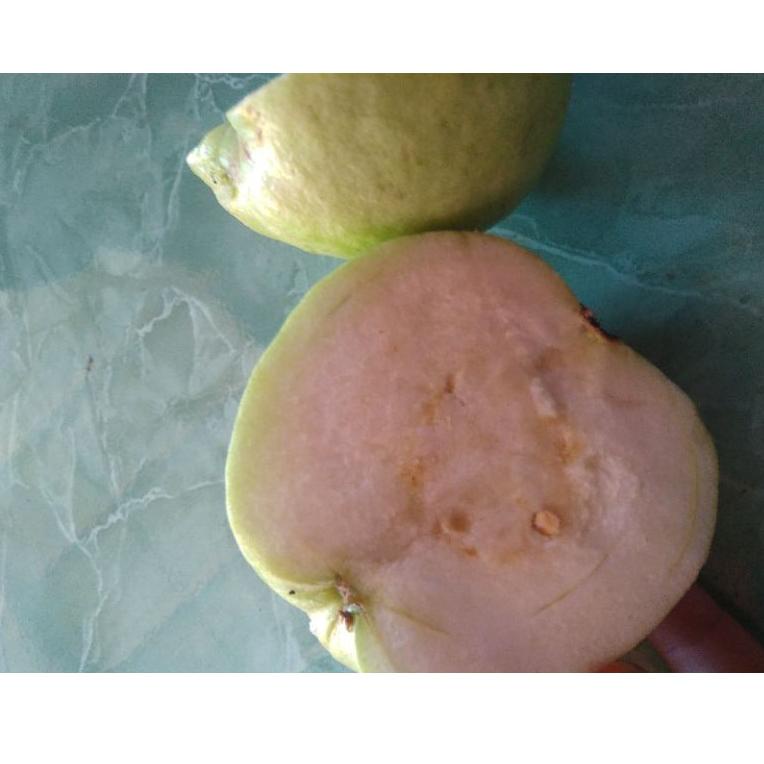 

★ jambu kristal (1kg) READY LAGI garansi uang kembali jika barang yang di kirim busuk SEMENTARA PO DULU YA KAK ヅ