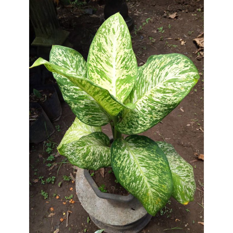 tanaman hias anggun ayu