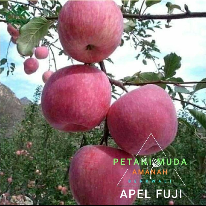 bibit cangkok apel fuji