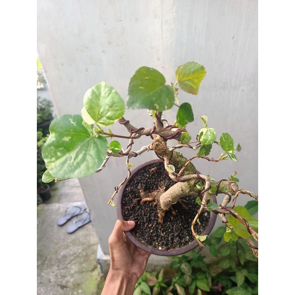 bonsai waru varigata real pic