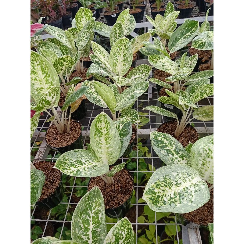 tanaman hias aglonema milky way