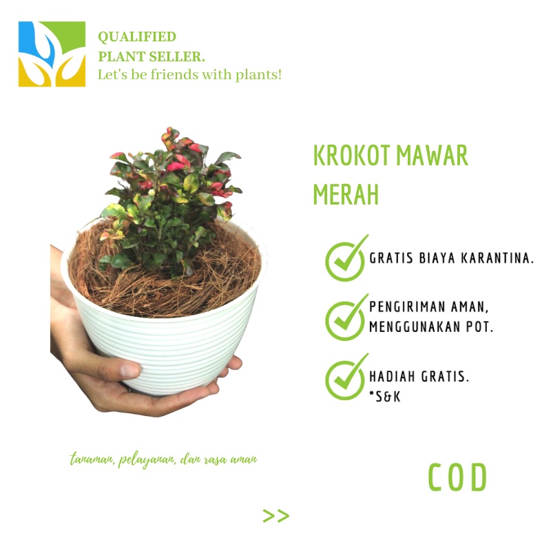 Tanaman Hias Krokot Mawar Merah