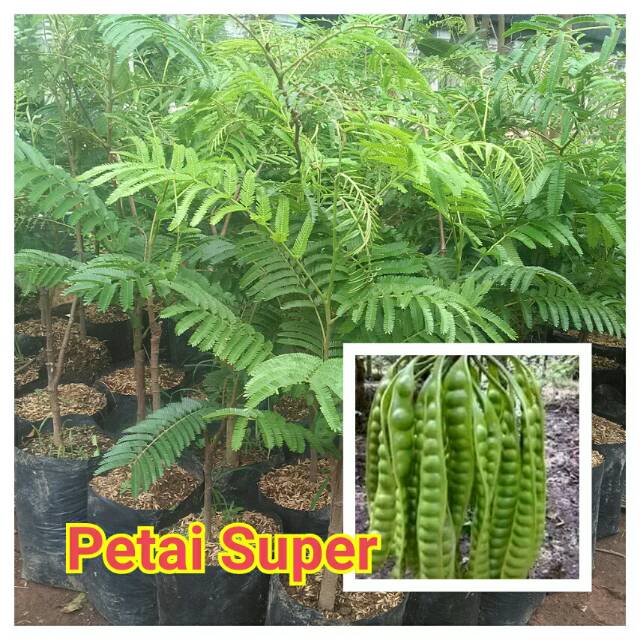 Bibit petai super