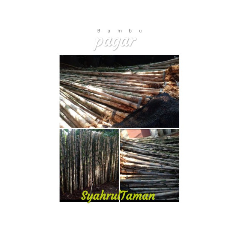 Bambu jepang bambu pagar - tanaman bambu pagar