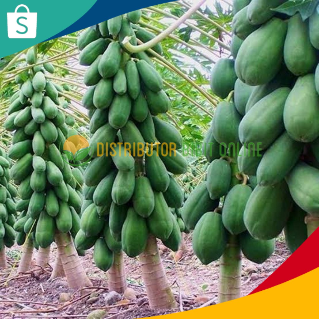 Bibit Tanaman Pepaya California bibit okulasi majalengka