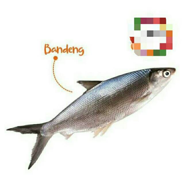

Ikan Bandeng segar