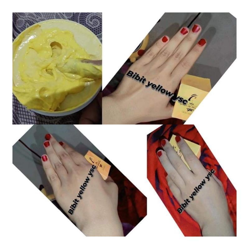 bibit yellow ysc ORI