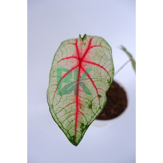 Tanaman hias keladi caladium white queen/caladium white queen - BAKUL KEMBANG