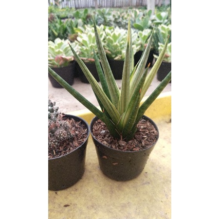 sansivera gracilis varigata tanaman hias kaktus dan sukulen