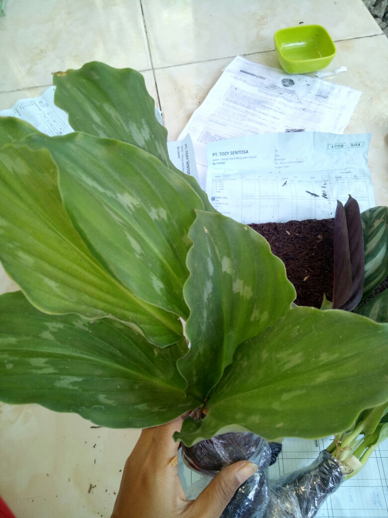 Tanaman Hias Calathea Merak Kencur