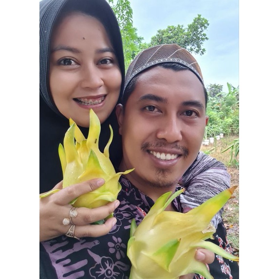 Bibit Buah Naga Golden Sambungan