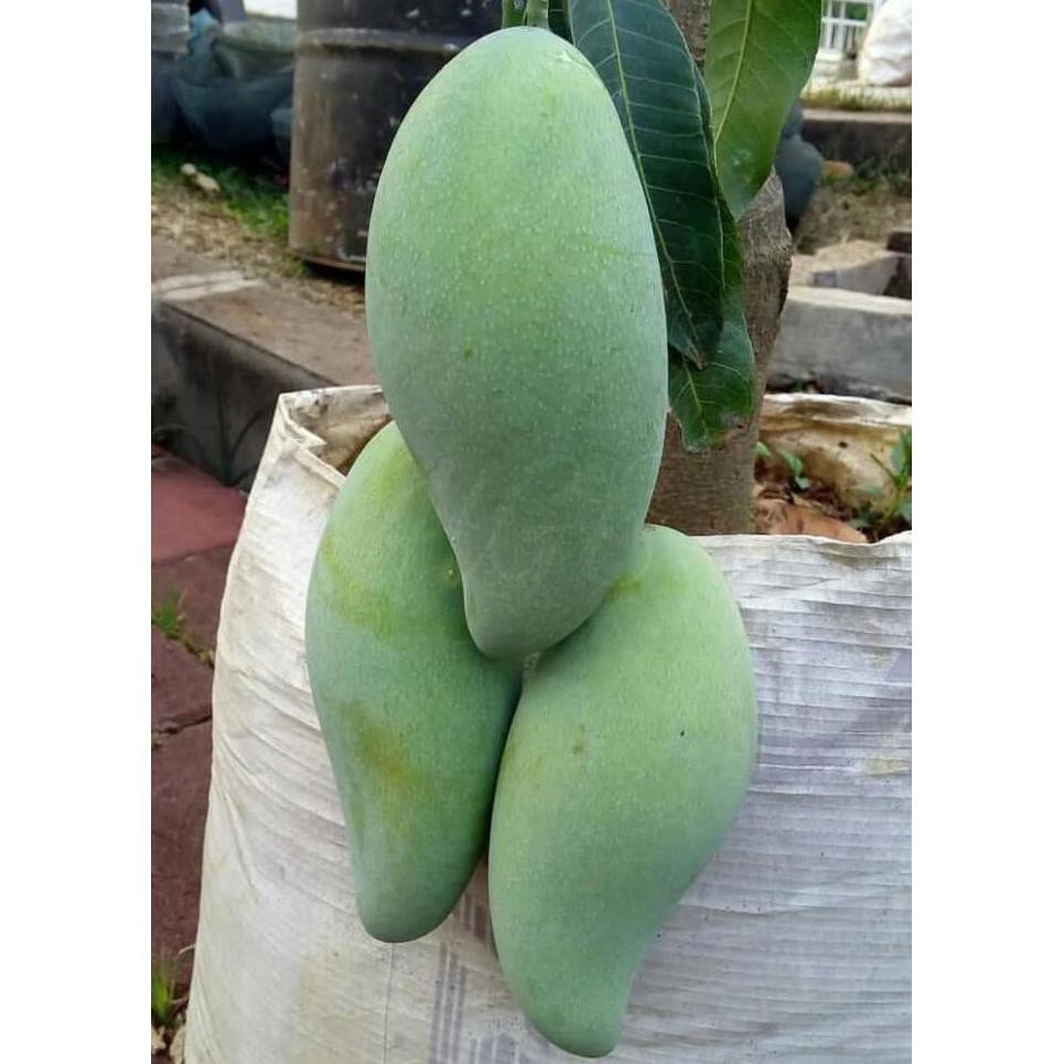 Bibit Tanaman Buah Mangga Kio Jay Restock C3T