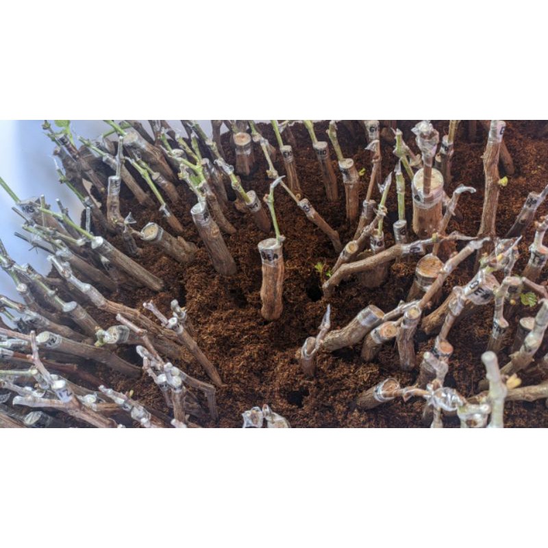 cutting grafting anggur impor