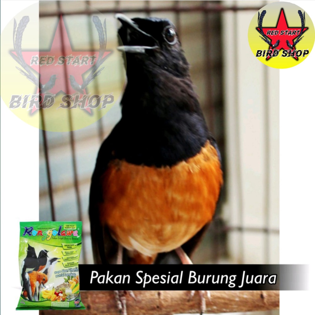 VOER RONGGOLAWE EBOD JAYA PAKAN BURUNG ANIS MURAI CUCAK DLL