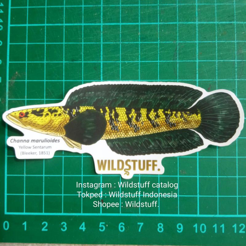 Sticker Wildstuff Channa Marulioides Yellow Sentarum