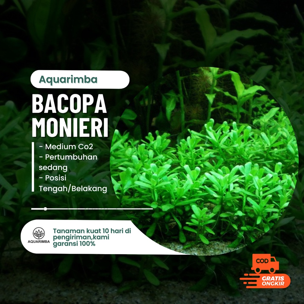 Bacopa Monieri ( tanaman aquascape tanpa co2 )