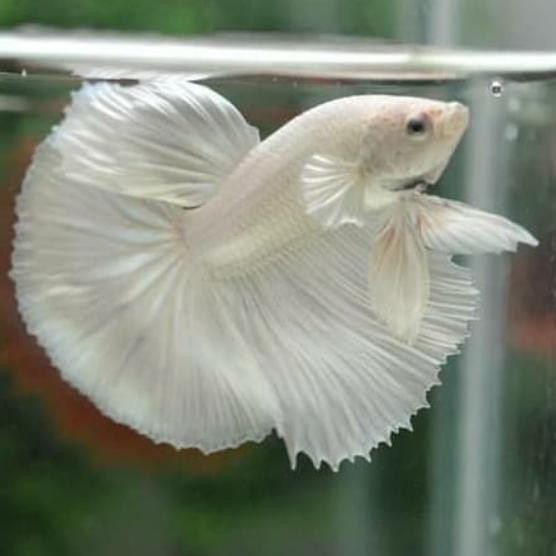 Ikan Cupang Hias Jenis Halfmoon White Platinum Big Ear Grade A