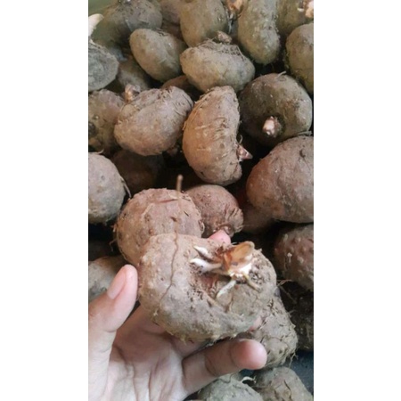 

porang