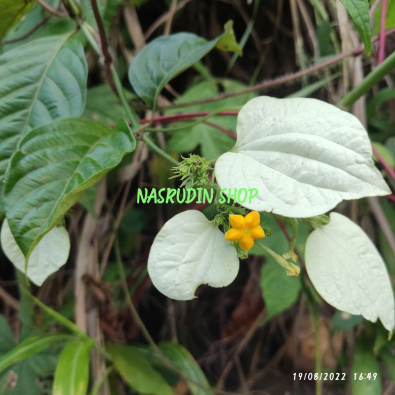 

DAUN KINGKILABAN 30 LEMBAR SEGAR | MUSSAENDA FRONDOSA | FAMILY NUSA INDAH PUTIH | WALEK ADEP