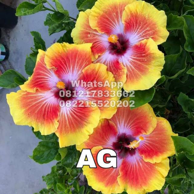 Tanaman hidup langka bunga sepatu Acapulco Gold | Rare Hibiscus | tanaman hidup bunga sepatu langka