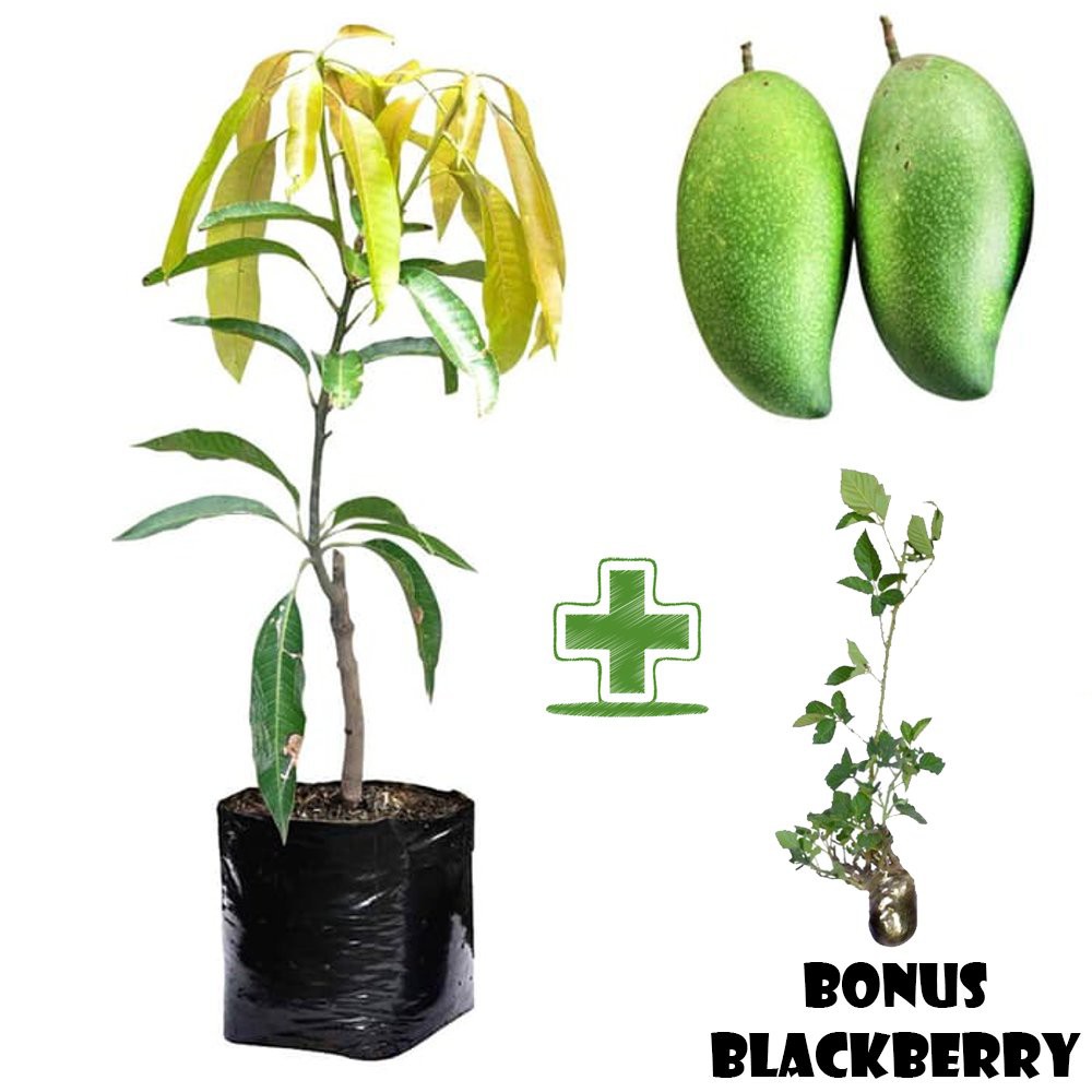 anaman Buah Mangga Falan BONUS Bibit Blackberry