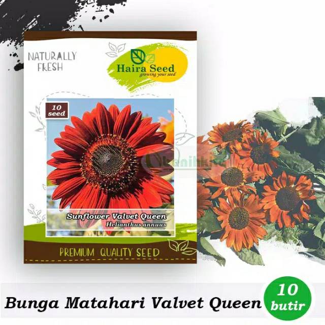 Bunga Matahari Velvet Queen : Biji Benih Bunga Matahari Velvet Queen Sunflower Velvet Queen 8 Seeds Lazada / Sunflower velvet queen atau bunga matahari velvet queen (helianthus annuus) adalah jenis bunga matahari yang memiliki mahkota bunga bernuansa merah hingga merah gelap.