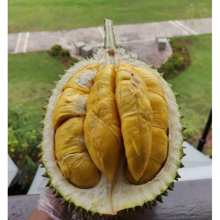 Bibit Durian Musangking kaki Tiga Unggul