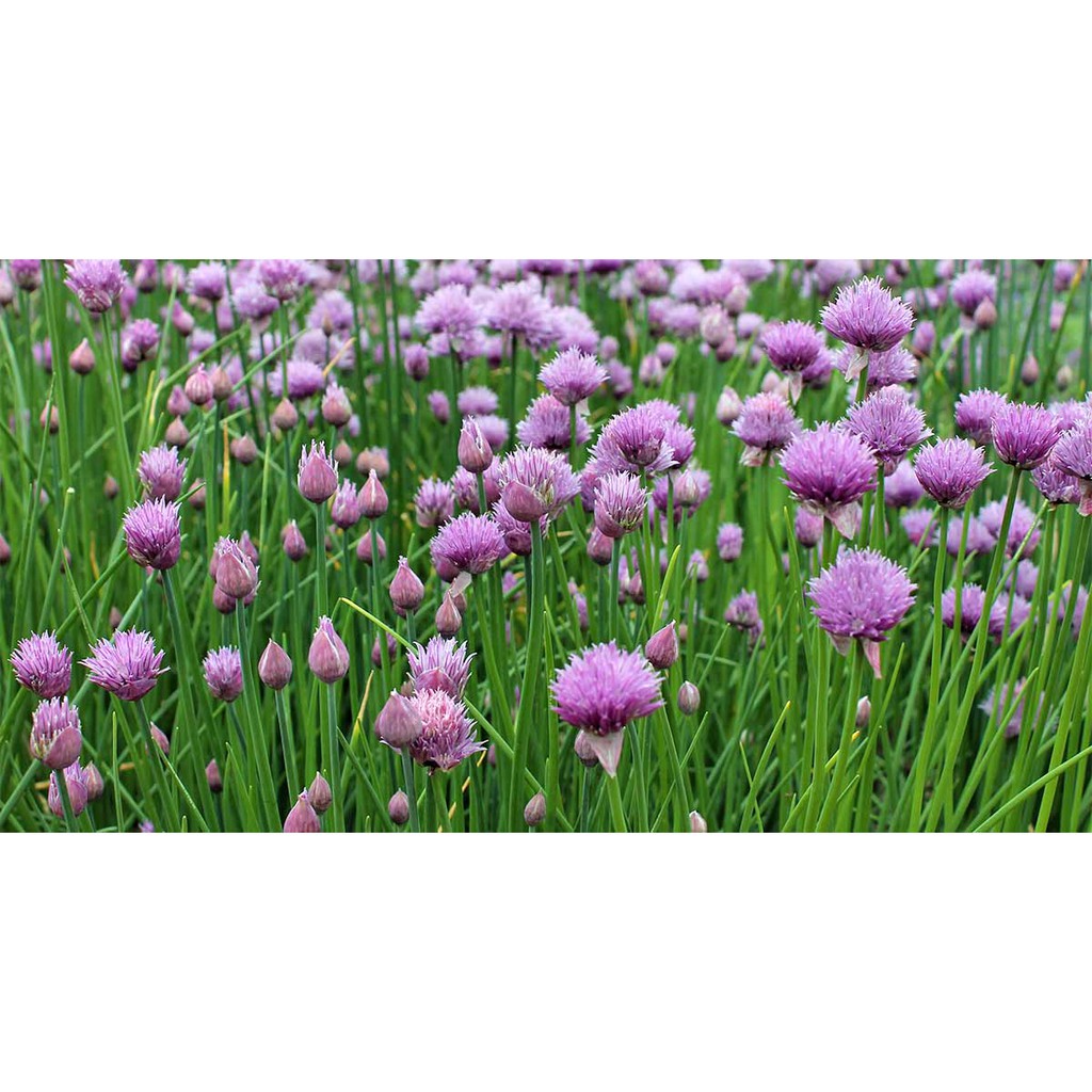 Benih Bibit Biji - Chives / Daun Bawang Halus / Lokio / Daun Bawang Batak (Allium schoenoprasum) Seeds - IMPORT