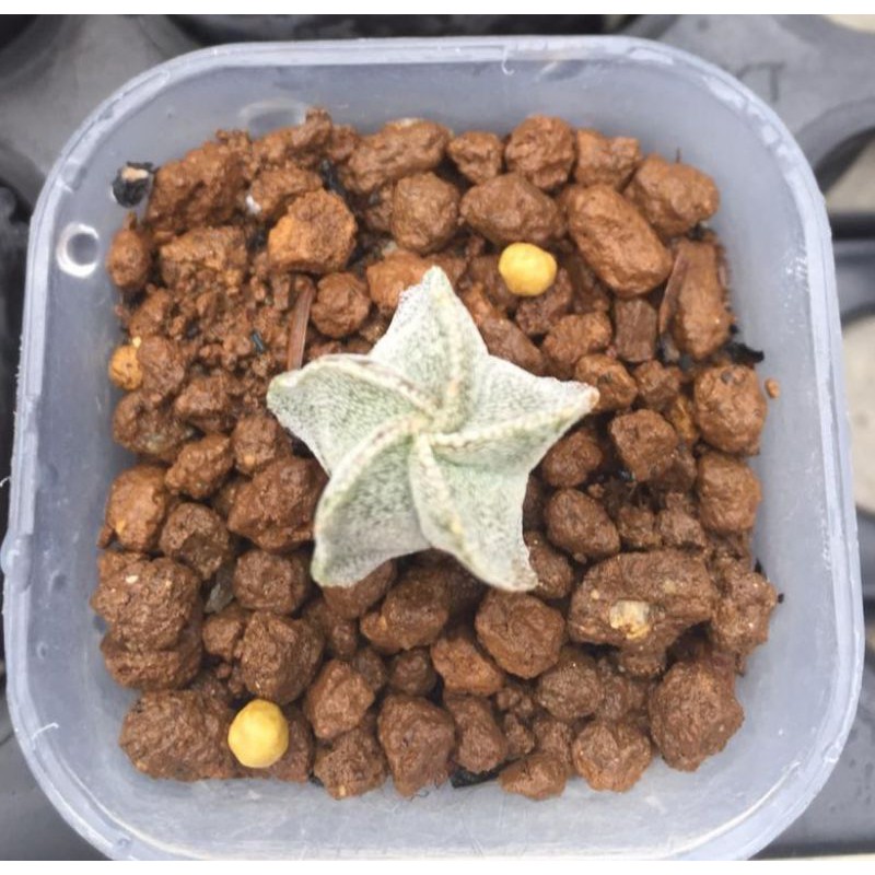 kaktus/cactus astro/astrophytum myriostigma/dari biji