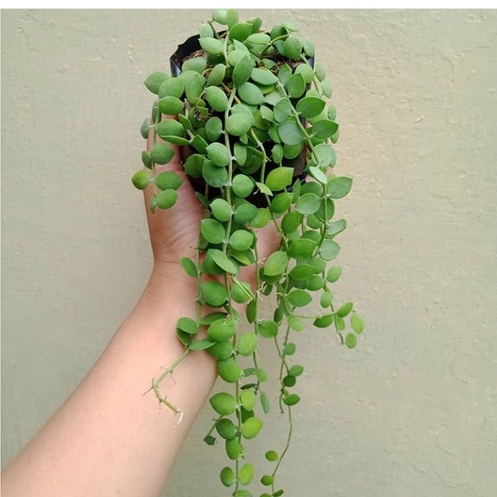 Tanaman hias dischidia numularia tanaman hias gantung