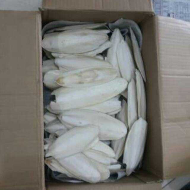 Tulang sotong 13-14cm putih bersih kering alami burung reptil gecko ular kura hamter marmut