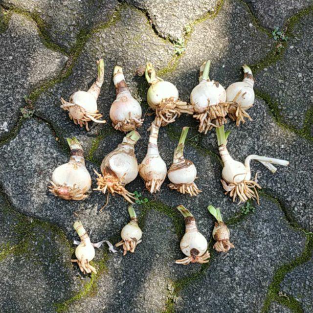 Umbi Amarilis. Umbi Bawang Brojol. Bawang Bawangan Warna Orange