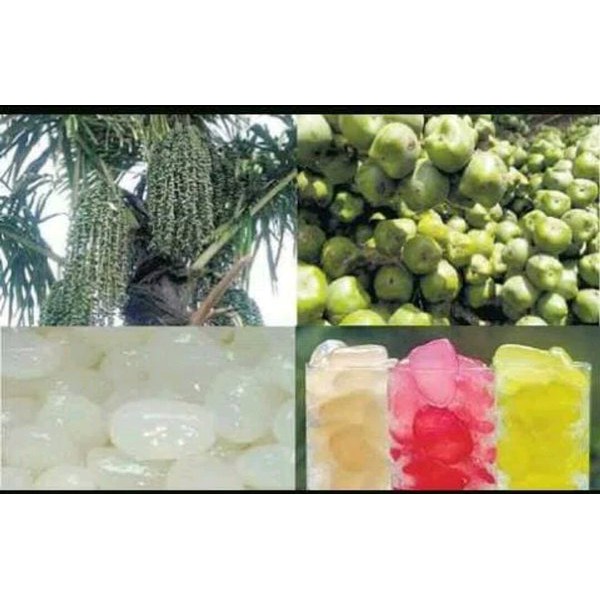 

PROMO 500GRAM KOLANG KALING MUDA SEGAR LANGSUNG DARI PETANI