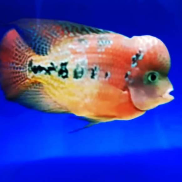 ai✦Produk❊➢ PROMO  Burayak ikan louhan kamfa klasik/clasic 2-3cm 39