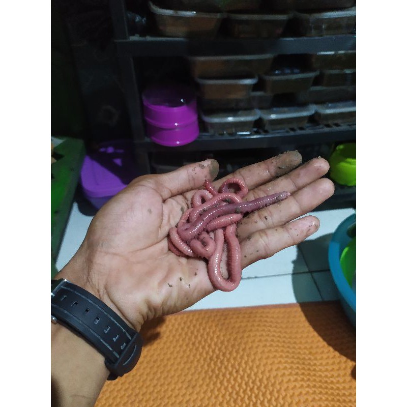 CACING NIPAH /BABY NIPAH UMPAN GT LELE/BAWAL