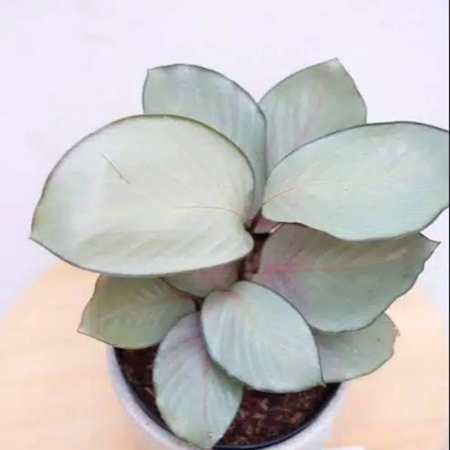 Tanaman hias calathea silver / tanaman calathea silver / tanaman calathea / tanaman hias calathea