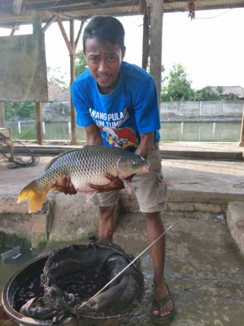 Essen galatama ikan mas,essen ikan mas indukan,essen jitu mancing galatama ikan mas babon