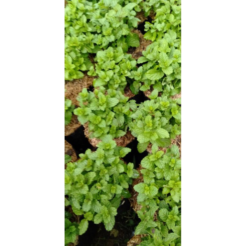 

Daun Mint petik segar