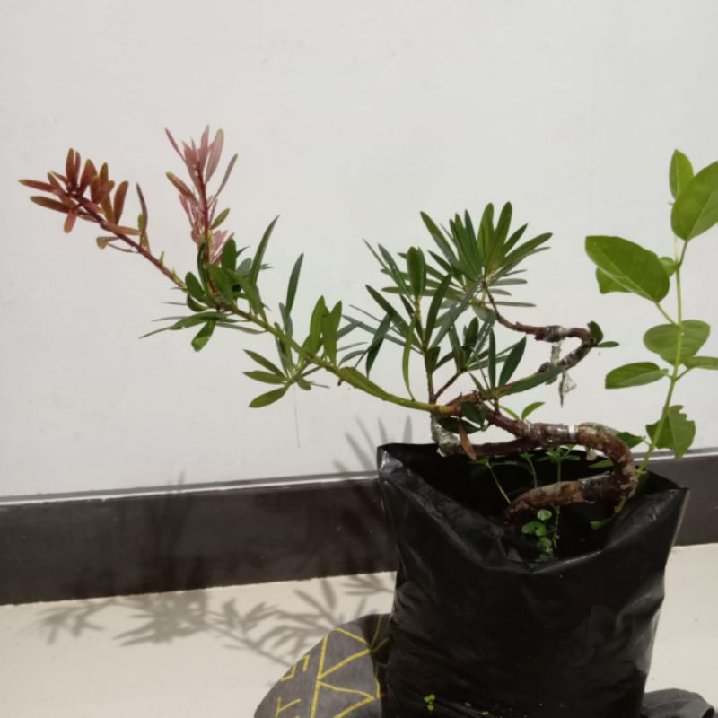 Lohansung Pucuk Merah Meliuk