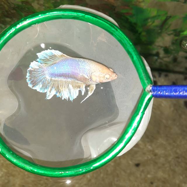 Cupang Halfmoon Dumbo Ear / Cupang Betina Full Telur / Full Egg / Female Betta