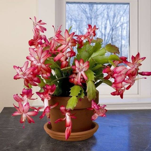 Tanaman hiasWijaya kusuma kepiting / chirstmas cactus schlumbergera