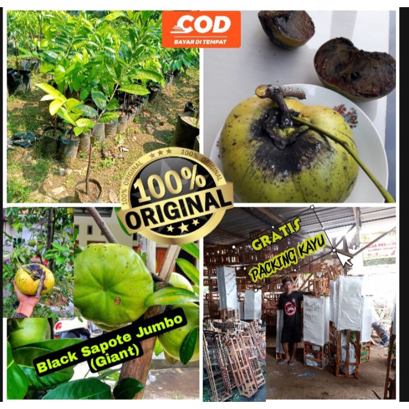 Bibit Sawo Black Sapote Jumbo (Giant) hasil Okulasi