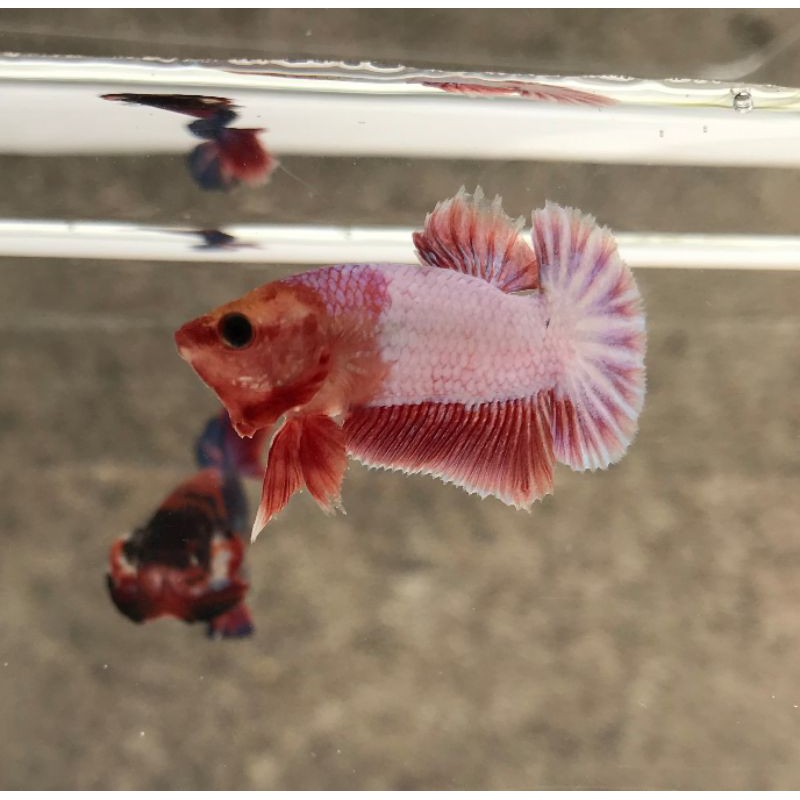 

Cupang White Scale livingartbetta Premium Quality