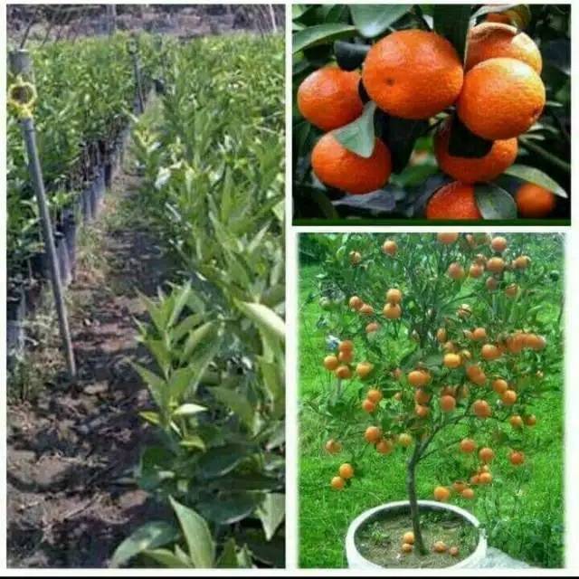 Bibit Jeruk Mandarin