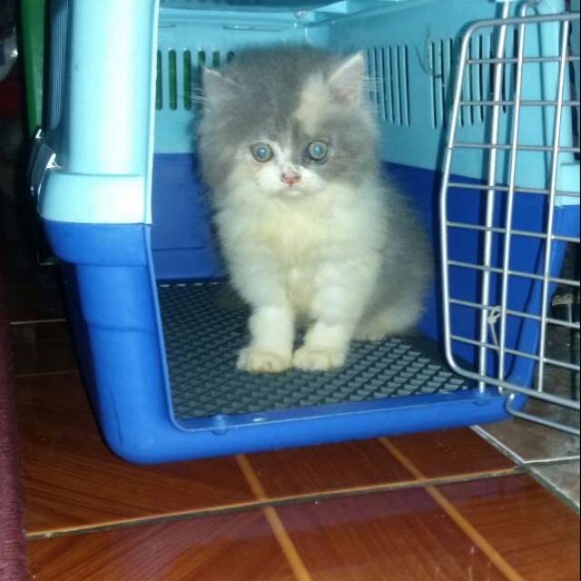 Dijual kucing peaknose murah meriaaaah